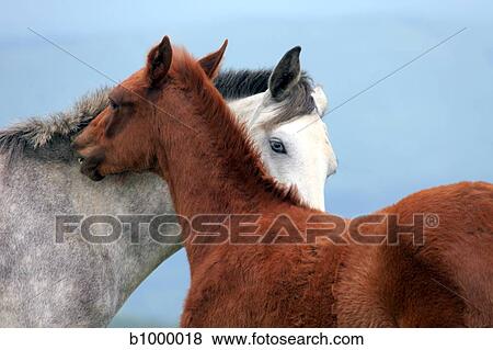 Stock Photo - two horses in love. Fotosearch