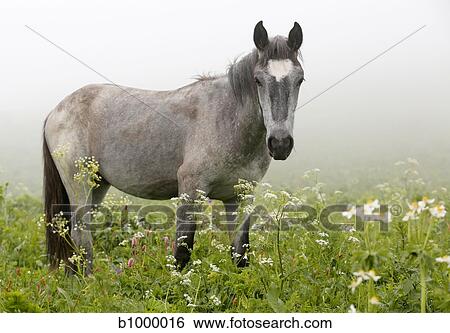 white horse in the meadow View Large Photo Image Stock Photograph - white horse in the meadow. Fotosearch