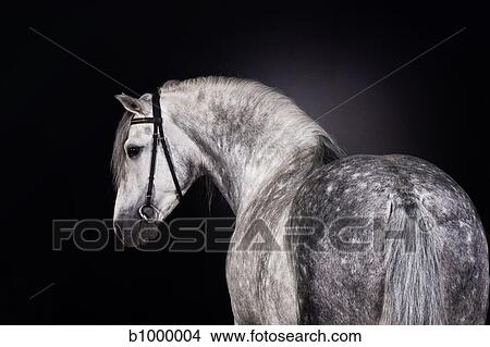 white horse portrait View Large Photo Image Picture - white horse portrait. Fotosearch
