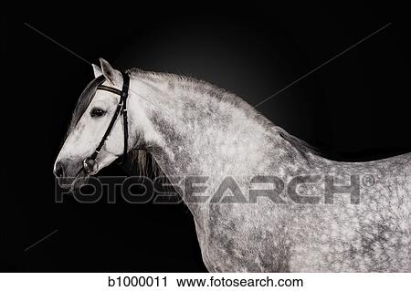 Stock Image - white horse portrait. Fotosearch
