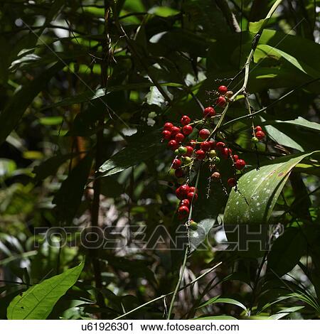 Berries growing on a plant, Mossman Gorge, Finlayvale, Queensland, Australia View Large Photo Image Stock Image - Berries growing on a plant, Mossman Gorge, Finlayvale, Queensland, Australia. Fotosearch