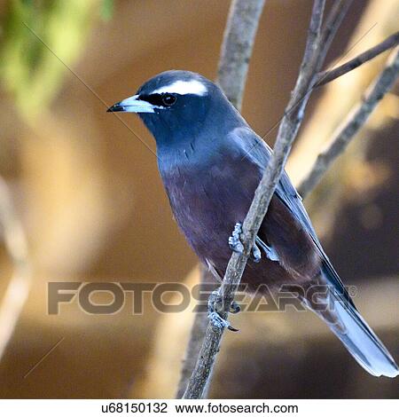 Bird perching on tree branch, Port Douglas, Far North Queensland, Queensland, Australia View Large Photo Image Stock Image - Bird perching on tree branch, Port Douglas, Far North Queensland, Queensland, Australia. Fotosearch