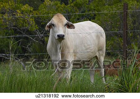Cattle on a farm, Queensland, Australia View Large Photo Image Stock Image - Cattle on a farm, Queensland, Australia. Fotosearch