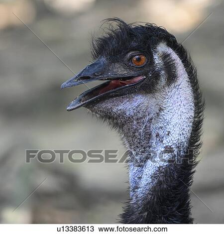 Stock Image - Close-up head profile of an EMU, Port Douglas, Far North Queensland, Queensland, Australia. Fotosearch