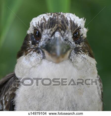 Picture - Close-up of a bird, Jaques Coffee Plantation, Queensland, Australia. Fotosearch