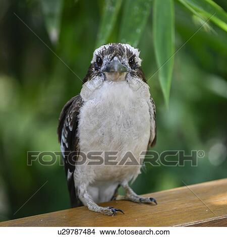 Picture - Close-up of a bird, Jaques Coffee Plantation, Queensland, Australia. Fotosearch