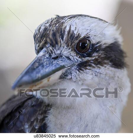 Stock Photography - Close-up of a bird, Jaques Coffee Plantation, Queensland, Australia. Fotosearch