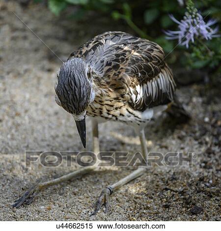 Stock Photography - Close-up of a bird, Port Douglas, Far North Queensland, Queensland, Australia. Fotosearch
