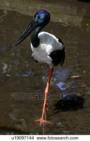 Close-up of a Black-Necked Stork, Port Douglas, Far North Queensland, Queensland, Australia View Large Photo Image Picture - Close-up of a Black-Necked Stork, Port Douglas, Far North Queensland, Queensland, Australia. Fotosearch
