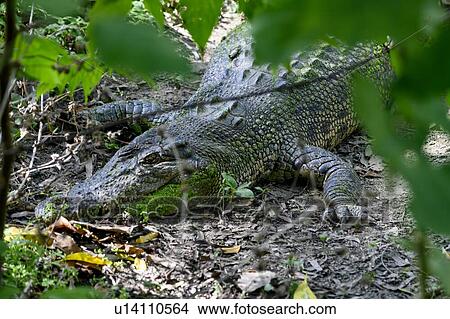 Picture - Close-up of a Crocodile, Port Douglas, Far North Queensland, Queensland, Australia. Fotosearch