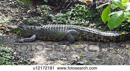 Stock Image - Close-up of a Crocodile, Port Douglas, Far North Queensland, Queensland, Australia. Fotosearch