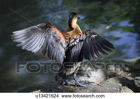 Close-up of a duck flapping its wings, Port Douglas, Far North Queensland, Queensland, Australia View Large Photo Image Picture - Close-up of a duck flapping its wings, Port Douglas, Far North Queensland, Queensland, Australia. Fotosearch
