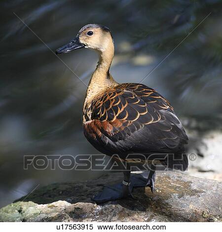 Close-up of a duck, Port Douglas, Far North Queensland, Queensland, Australia View Large Photo Image Stock Photography - Close-up of a duck, Port Douglas, Far North Queensland, Queensland, Australia. Fotosearch
