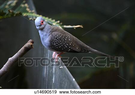 Stock Photo - Close-up of a Feral Pigeon, Port Douglas, Far North Queensland, Queensland, Australia. Fotosearch