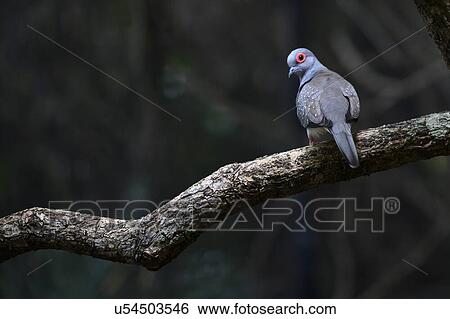 Stock Photograph - Close-up of a Feral Pigeon, Port Douglas, Far North Queensland, Queensland, Australia. Fotosearch