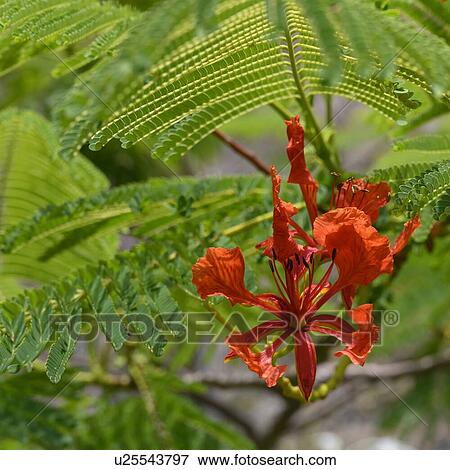 Stock Photo - Close up of a flower in bloom, Queensland, Australia. Fotosearch