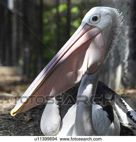 Close-up of a Great White Pelican, Port Douglas, Far North Queensland, Queensland, Australia View Large Photo Image Picture - Close-up of a Great White Pelican, Port Douglas, Far North Queensland, Queensland, Australia. Fotosearch
