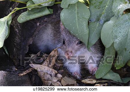 Close-up of a Ground Hog, Port Douglas, Far North Queensland, Queensland, Australia View Large Photo Image Stock Photo - Close-up of a Ground Hog, Port Douglas, Far North Queensland, Queensland, Australia. Fotosearch