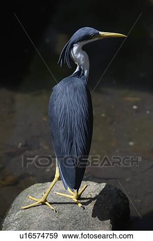 Stock Photo - Close-up of a heron, Port Douglas, Far North Queensland, Queensland, Australia. Fotosearch