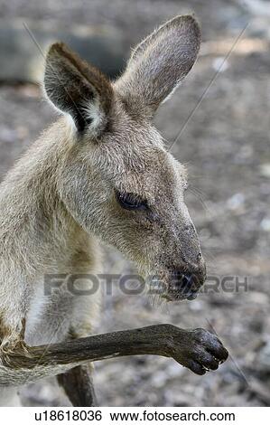 Stock Photograph - Close-up of a Kangaroo, Port Douglas, Far North Queensland, Queensland, Australia. Fotosearch
