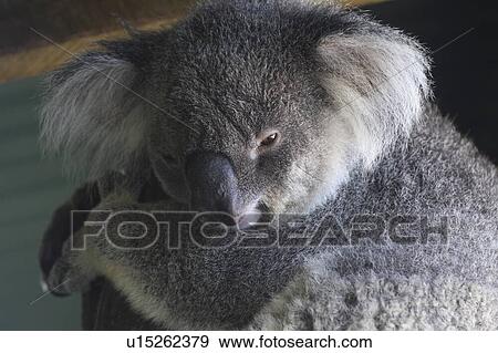 Stock Photo - Close-up of a Koala bear, Port Douglas, Far North Queensland, Queensland, Australia. Fotosearch