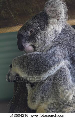Stock Photograph - Close-up of a Koala, Port Douglas, Far North Queensland, Queensland, Australia. Fotosearch