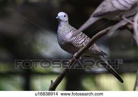 Picture - Close-up of a Pigeon, Port Douglas, Far North Queensland, Queensland, Australia. Fotosearch