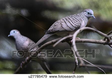 Close-up of a Pigeon, Port Douglas, Far North Queensland, Queensland, Australia View Large Photo Image Stock Photo - Close-up of a Pigeon, Port Douglas, Far North Queensland, Queensland, Australia. Fotosearch