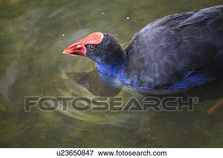 Stock Photo - Close-up of a scrubfowl in a pond, Port Douglas, Far North Queensland, Queensland, Australia. Fotosearch