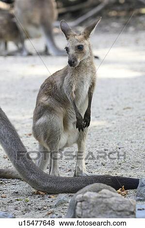 Stock Photo - Close-up of a young Wallaby, Port Douglas, Far North Queensland, Queensland, Australia. Fotosearch