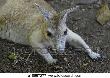 Close-up of a young Wallaby, Port Douglas, Far North Queensland, Queensland, Australia View Large Photo Image Stock Photo - Close-up of a young Wallaby, Port Douglas, Far North Queensland, Queensland, Australia. Fotosearch