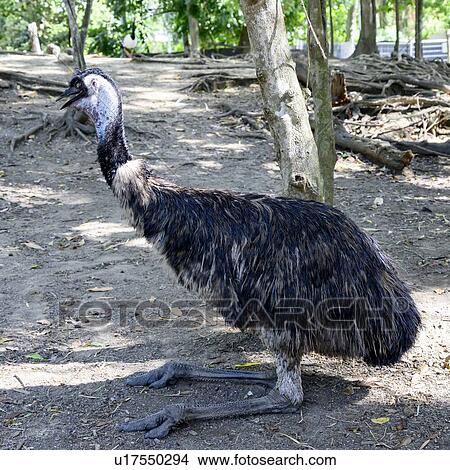 Picture - Close-up of an EMU, Port Douglas, Far North Queensland, Queensland, Australia. Fotosearch