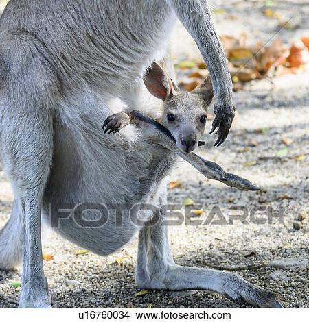 Close-up of baby Wallaby in a pouch, Port Douglas, Far North Queensland, Queensland, Australia View Large Photo Image Picture - Close-up of baby Wallaby in a pouch, Port Douglas, Far North Queensland, Queensland, Australia. Fotosearch