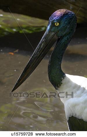 Stock Photo - Close-up of Black-Necked Stork, Port Douglas, Far North Queensland, Queensland, Australia. Fotosearch