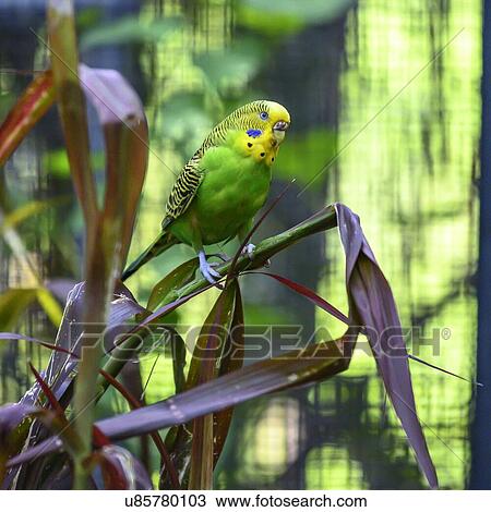 Stock Image - Close-up of Budgerigar perching on leaf, Port Douglas, Far North Queensland, Queensland, Australia. Fotosearch