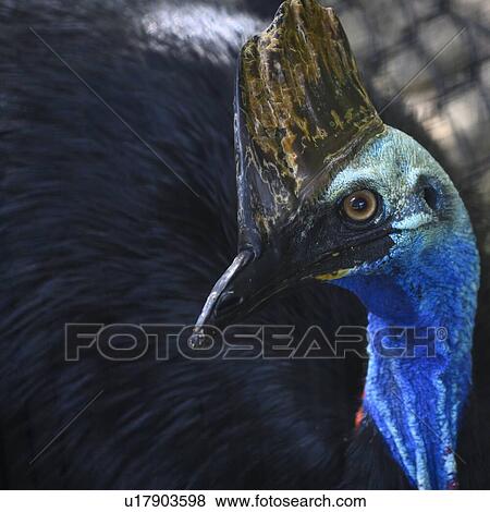 Stock Photo - Close-up of Cassowary, Port Douglas, Far North Queensland, Queensland, Australia. Fotosearch
