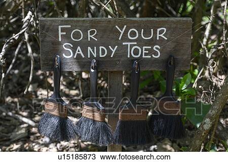 Stock Image - Close-up of cleaning brushes, Thala Beach Nature Reserve, Oak Beach, Queensland, Australia. Fotosearch
