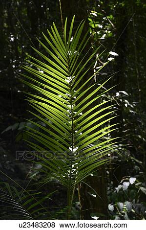 Close-up of green fern leaves, Mossman Gorge, Finlayvale, Queensland, Australia View Large Photo Image Stock Photo - Close-up of green fern leaves, Mossman Gorge, Finlayvale, Queensland, Australia. Fotosearch