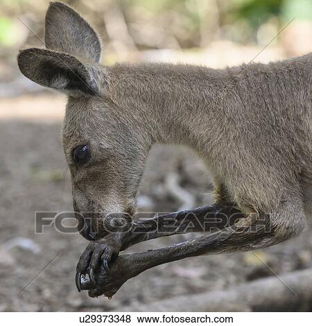 Close-up of Kangaroo licking his paws, Port Douglas, Far North Queensland, Queensland, Australia View Large Photo Image Stock Photo - Close-up of Kangaroo licking his paws, Port Douglas, Far North Queensland, Queensland, Australia. Fotosearch