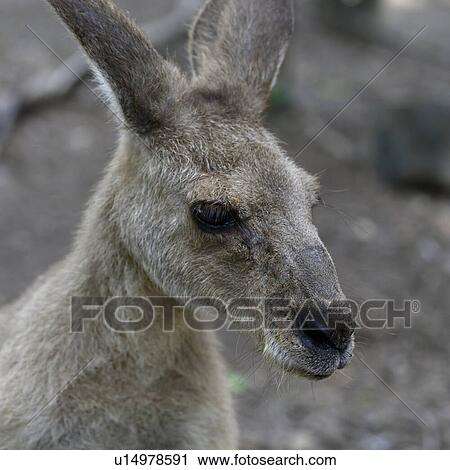 Close-up of Kangaroo, Port Douglas, Far North Queensland, Queensland, Australia View Large Photo Image Stock Image - Close-up of Kangaroo, Port Douglas, Far North Queensland, Queensland, Australia. Fotosearch