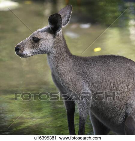 Close-up of Kangaroo, Port Douglas, Far North Queensland, Queensland, Australia View Large Photo Image Stock Image - Close-up of Kangaroo, Port Douglas, Far North Queensland, Queensland, Australia. Fotosearch