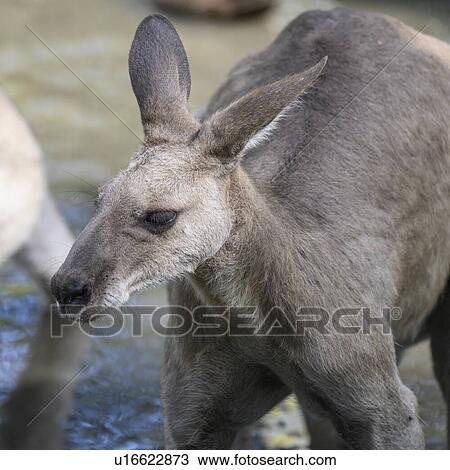 Close-up of Kangaroo, Port Douglas, Far North Queensland, Queensland, Australia View Large Photo Image Stock Image - Close-up of Kangaroo, Port Douglas, Far North Queensland, Queensland, Australia. Fotosearch