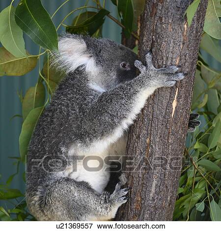 Stock Photo - Close-up of Koala climbing up tree, Port Douglas, Far North Queensland, Queensland, Australia. Fotosearch