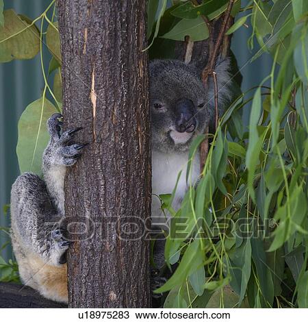 Stock Image - Close-up of Koala, Port Douglas, Far North Queensland, Queensland, Australia. Fotosearch