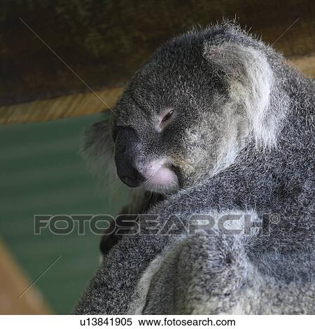 Stock Photography - Close-up of Koala, Port Douglas, Far North Queensland, Queensland, Australia. Fotosearch