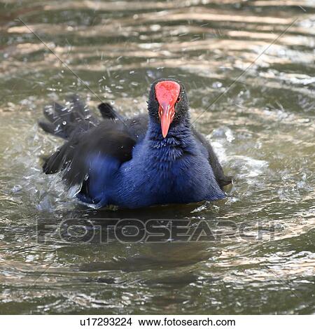 Picture - Close-up of scrubfowl floating on water, Port Douglas, Far North Queensland, Queensland, Australia. Fotosearch