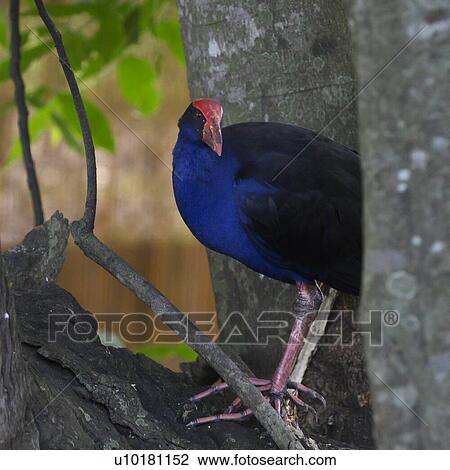 Stock Image - Close-up of scrubfowl on tree, Port Douglas, Far North Queensland, Queensland, Australia. Fotosearch