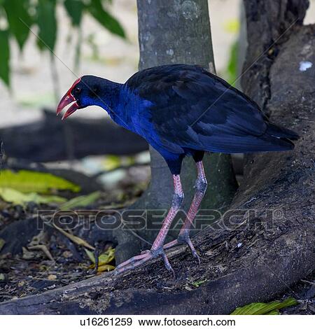 Stock Photo - Close-up of scrubfowl on tree, Port Douglas, Far North Queensland, Queensland, Australia. Fotosearch