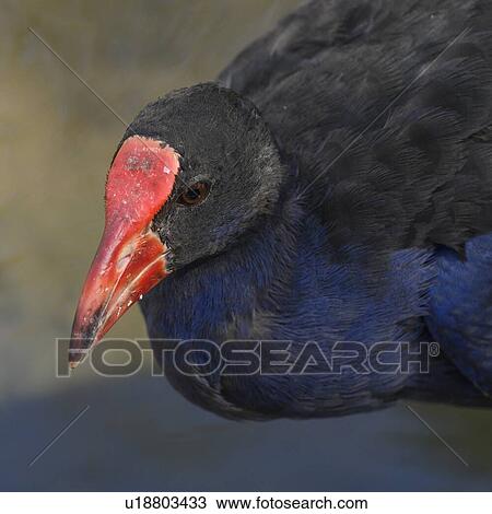 Close-up of scrubfowl, Port Douglas, Far North Queensland, Queensland, Australia View Large Photo Image Stock Image - Close-up of scrubfowl, Port Douglas, Far North Queensland, Queensland, Australia. Fotosearch