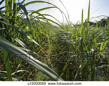 Stock Photo - Close-up of tallgrass, Far North Queensland, Queensland, Australia. Fotosearch